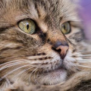 Meet your Posher, Chung